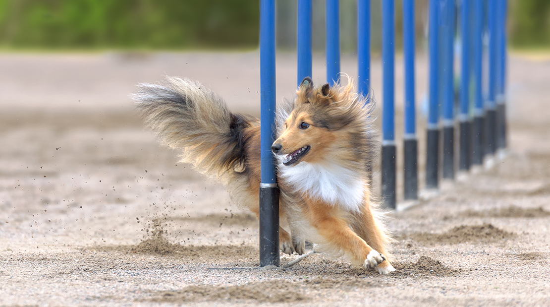 is exercise good for dogs