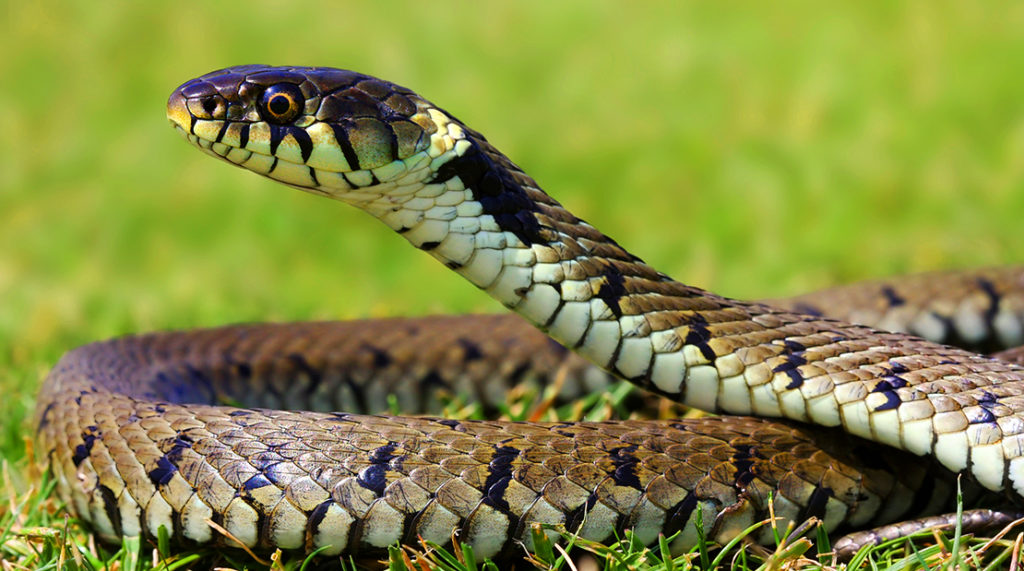 Pet Snake Care Guide: How To Look After A Snake