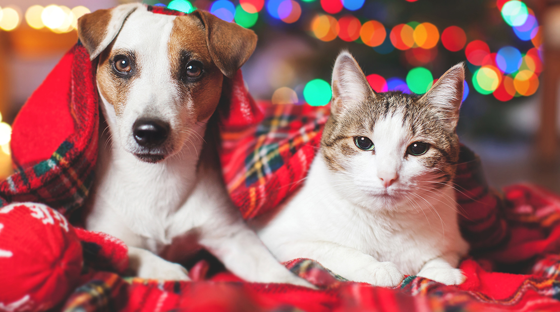 Holiday Dos and Don'ts with your Pet CyFair Animal Hospital