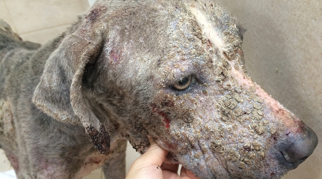 what happens when a dog has mange