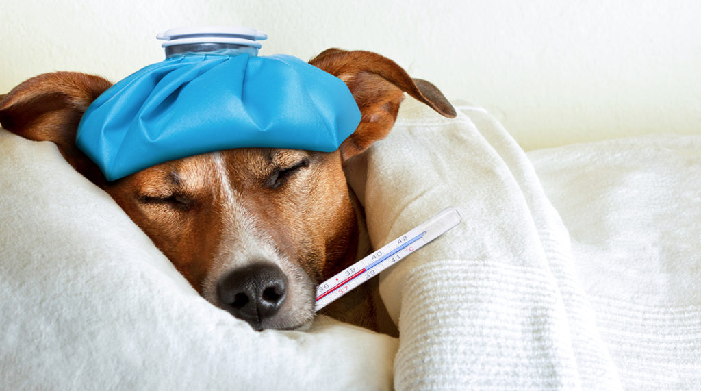 Understanding Canine Flu CyFair Animal Hospital