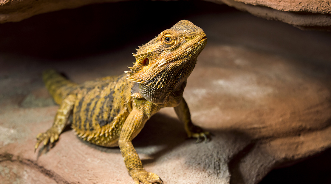 bearded dragon lizard pet