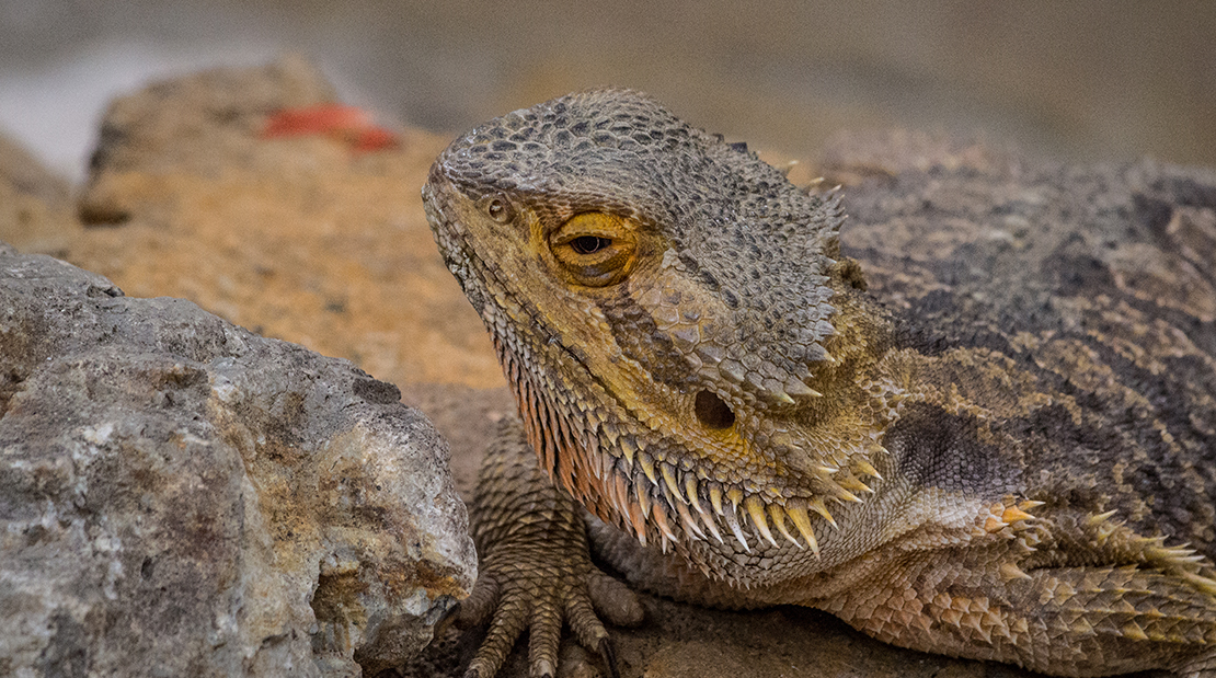 bearded dragon lizard