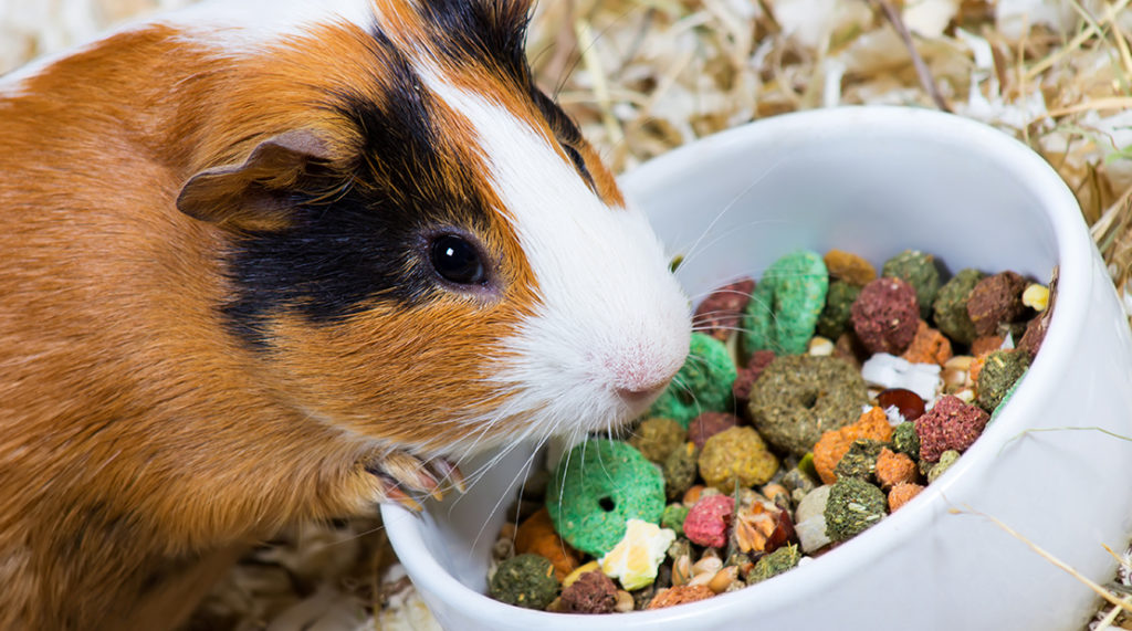 What's a guinea pig's favorite clearance food