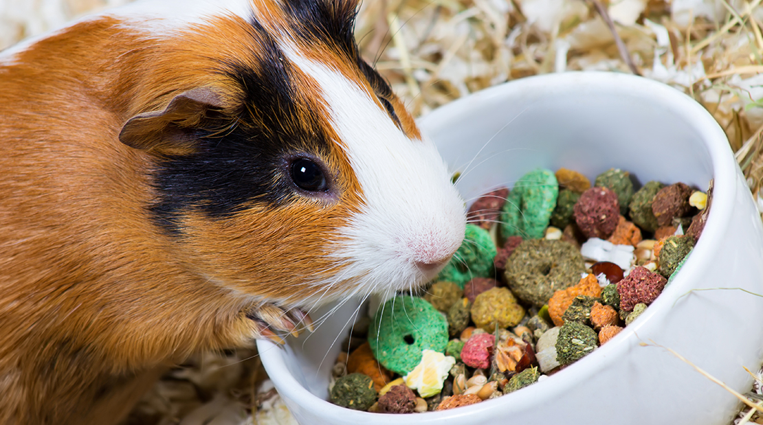 Guinea pig fav outlet food