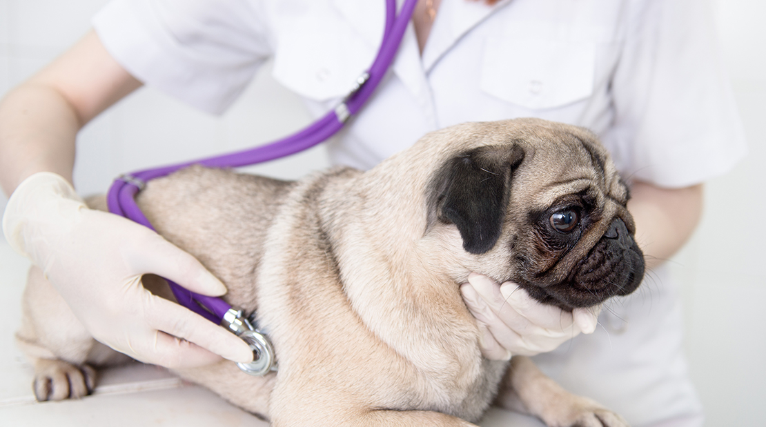 what can you do for a dog with pancreatitis