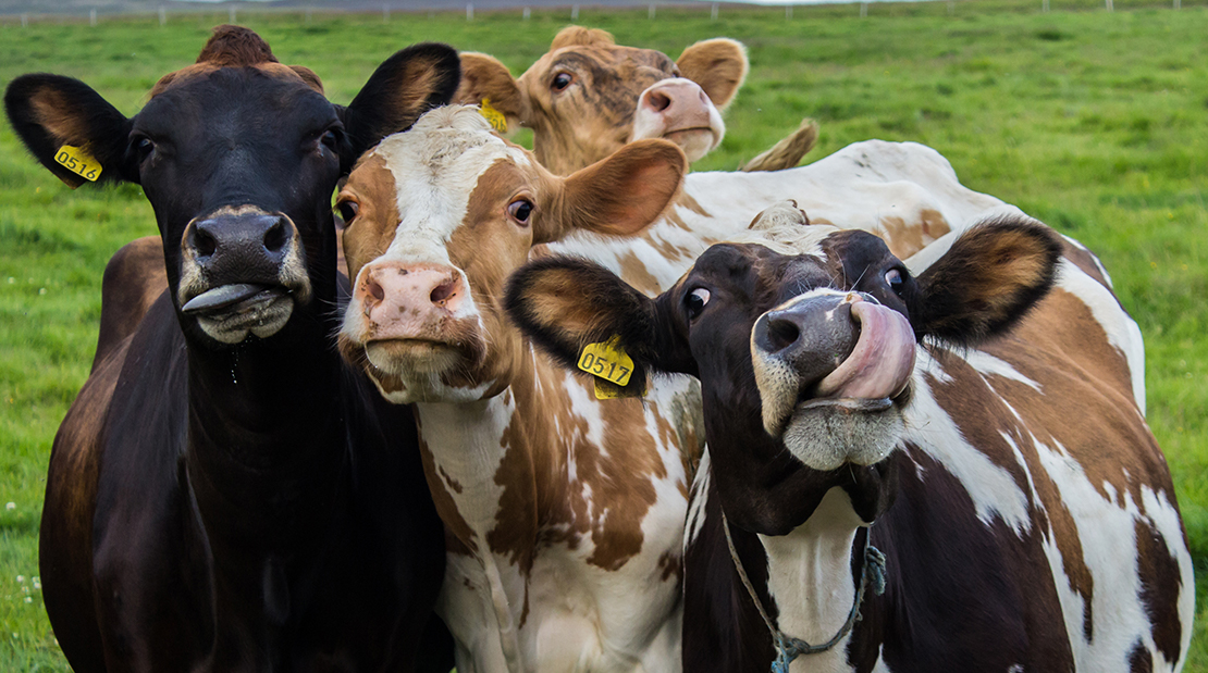 Cows | Cy-Fair Animal Hospital
