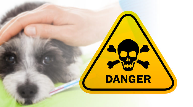 Preventing Pet Poisoning | Cy-Fair Animal Hospital