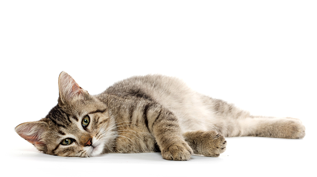 Why Your Cat Isn’t Eating CyFair Animal Hospital