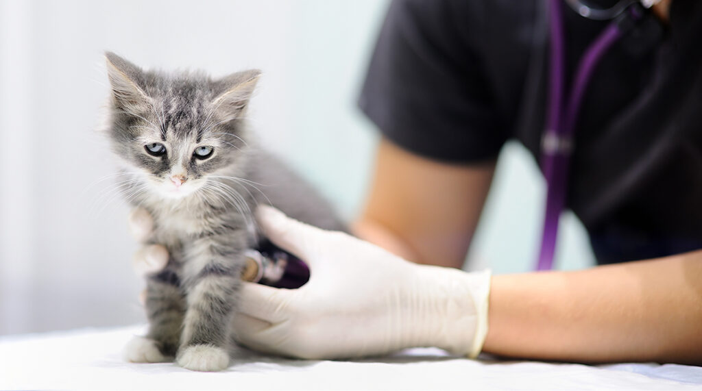 what-to-ask-at-your-cat-s-vet-appointment-cy-fair-animal-hospital