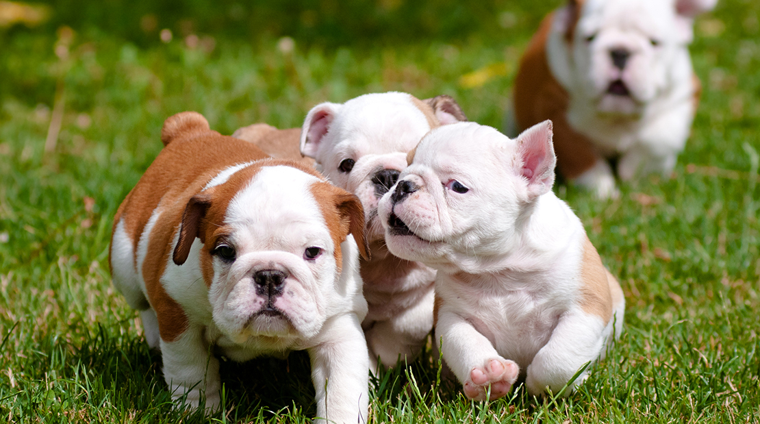 Breeding (Dogs) | Cy-Fair Animal Hospital