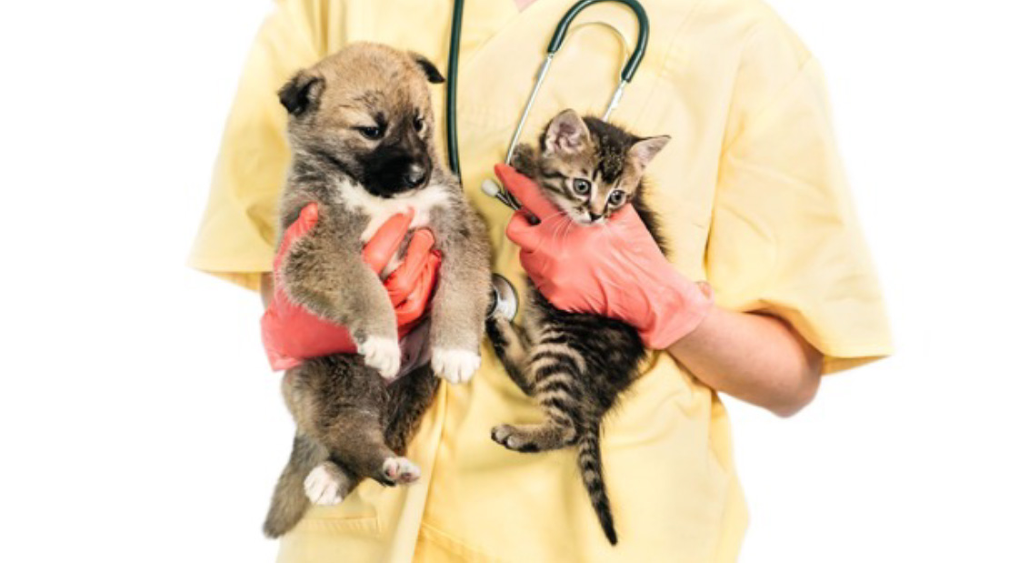 Spay and Neuter puppies and kittens