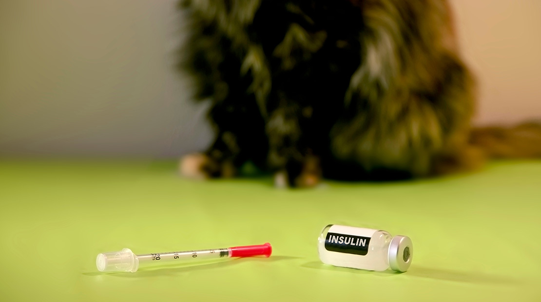 diabetes medication for a pet
