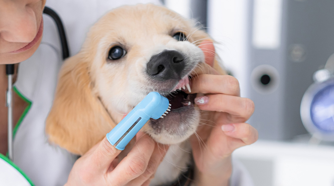 Puppy teeth brushing